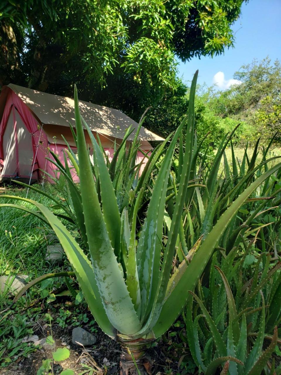 Glamping Campsite Ginebra